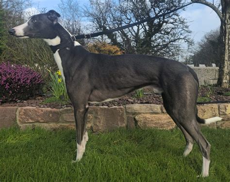 uk greyhounds results|Greyhound Results .